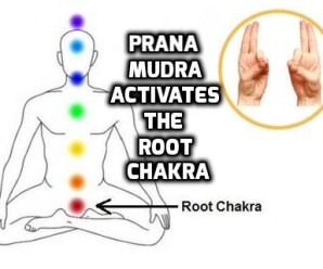  Prana Mudra activates the Root Chakra