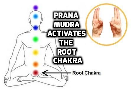 Prana Mudra activates the Root Chakra